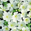 Thompson and Morgan Limnanthes douglasii ssp Nivea Meringue