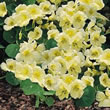 Thompson and Morgan Nasturtium majus Milkmaid