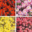 Thompson and Morgan Rock Rose  :  Helianthemum x Hybrids Mixed