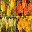 Thompson and Morgan Red Hot Poker  :  Kniphofia (Tritoma) T&M Mixed Hybrids