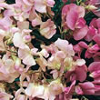 Thompson and Morgan Everlasting Pea  :  Lathyrus latifolius mixed
