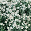 Thompson and Morgan Edelweiss  :  Leonotopodium alpinum (Edelweiss)