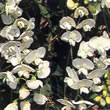 Thompson and Morgan Everlasting Pea  :  Lathyrus latifolius albus White Pearl