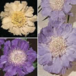 Thompson and Morgan Scabious  :  Scabiosa caucasica House's Novelty Mix