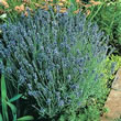 Thompson and Morgan Lavender angustifolia Lady