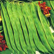 Thompson and Morgan Bean : Runner Bean : Lady Di