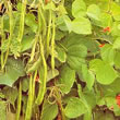 Thompson and Morgan Bean : Runner Bean : Enorma