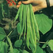 Thompson and Morgan Bean : Runner Bean : Red Rum
