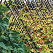 Thompson and Morgan Bean : Runner Bean : Sun Bright