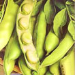 Thompson and Morgan Bean : Broad Bean : Aquadulce Claudia
