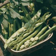Thompson and Morgan Bean : Broad Bean : Bunyards Exhibition