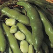 Thompson and Morgan Bean : Broad Bean : The Sutton