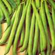Thompson and Morgan Bean : Dwarf Bush : Tendergreen