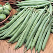 Thompson and Morgan Bean : French Bean : The Prince