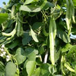 Thompson and Morgan Bean : Runner Bean : Desiree