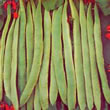 Thompson and Morgan Bean : Runner Bean : Scarlet Emperor