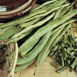 Thompson and Morgan Bean : Runner Bean : Streamline