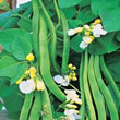 Thompson and Morgan Bean : Runner Bean : White Lady