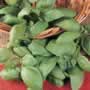 Thompson & Morgan Basil Seeds : Genovese (Organic)