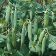 Thompson and Morgan Pea : Garden : Kelvedon Wonder Seeds