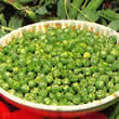 Thompson and Morgan Pea : Garden : Hurst Green Shaft Seeds