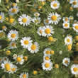 Thompson and Morgan Herb : Chamomile Seeds