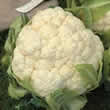 Thompson and Morgan Cauliflower : Winter Aalsmeer (Spring) Seeds