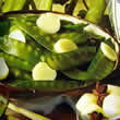 Thompson and Morgan Pea : Mangetout : Oregon Sugar Pod Seeds