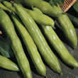 Thompson and Morgan Bean : Broad Bean : Aquadulce Claudia Seeds