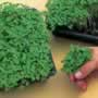 Thompson & Morgan Cress Seeds : Hot Stuff