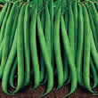 Thompson and Morgan Bean : Dwarf Bean : Delinel Seeds