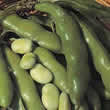 Thompson and Morgan Bean : Broad Bean : The Sutton Seeds
