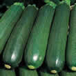 Thompson and Morgan Courgette : Venus F1 Hybrid Seeds