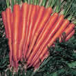 Thompson and Morgan Carrot : Sugarsnax 54 F1 Hybrid Seeds