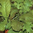 Thompson and Morgan Salad : Oriental Mustards Seeds