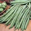 Thompson and Morgan Bean : French Bean : The Prince Seeds