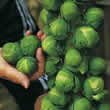 Thompson and Morgan Brussels Sprout : Trafalgar F1 Seeds