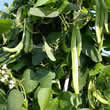 Thompson and Morgan Bean : Runner Bean : Desiree Seeds