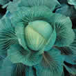 Thompson and Morgan Cabbage : Kilaton F1 Hybrid Seeds