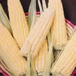 Thompson and Morgan Sweetcorn : Ovation F1 Hybrid Seeds
