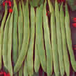 Thompson and Morgan Bean : Runner Bean : Scarlet Emperor Seeds