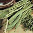 Thompson and Morgan Bean : Runner Bean : Streamline Seeds
