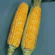Thompson and Morgan Sweetcorn : Honey Bantam Bicolour (30) F1 Seeds