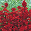 Thompson and Morgan Rainbow Sage  :  Salvia splendens Red Arrows