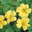 Thompson and Morgan Nasturtium majus Whirlybird Cream