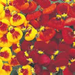 Thompson and Morgan Lady's Slipper  :  Calceolaria x hybrid Sunset Mixed