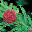 Thompson and Morgan Sensitive Plant  :  Mimosa pudica