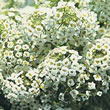 Thompson and Morgan Alyssum maritima procumbens Sweet White