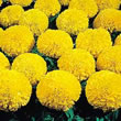 Thompson and Morgan African Marigold  :  Tagetes erecta Doubloon