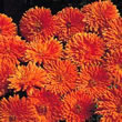 Thompson and Morgan English Marigold,Pot Marigold   :  Calendula officinalis Porcupine